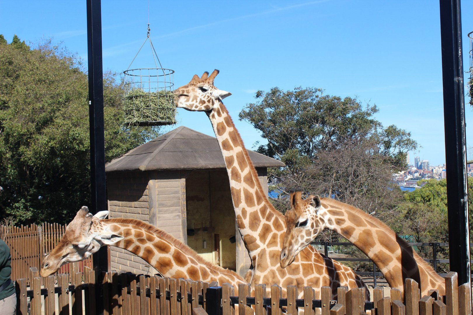 Australia 2017, Day 5: Taronga Zoo and a Workshop, photo 28