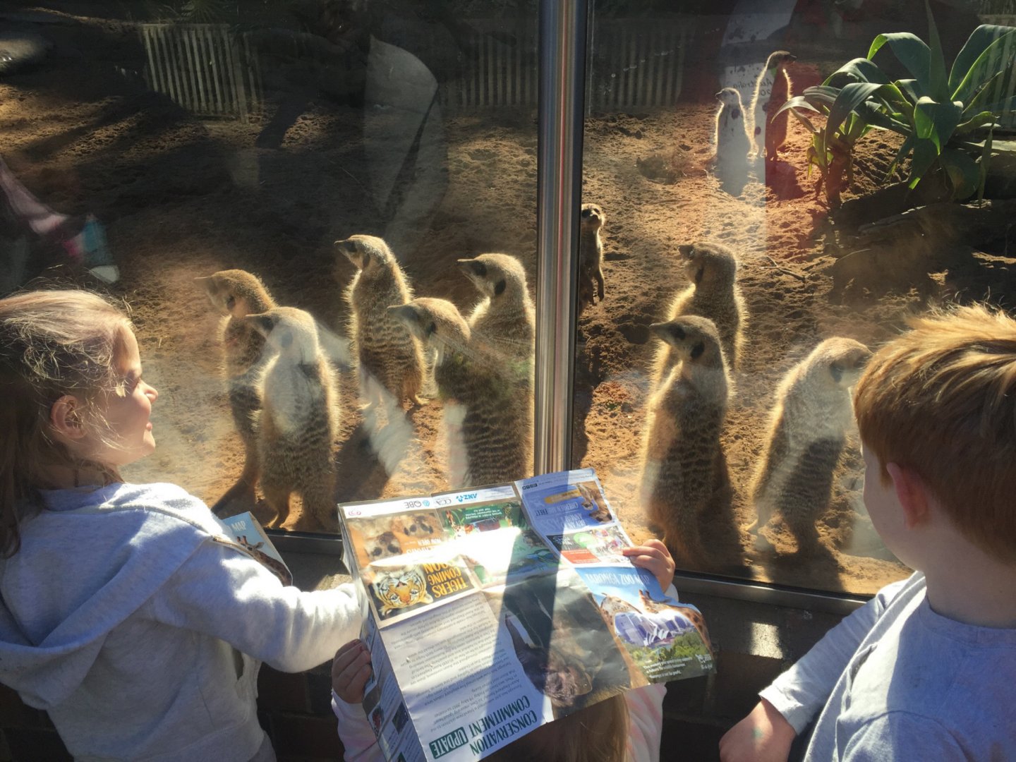 Australia 2017, Day 5: Taronga Zoo and a Workshop, photo 9