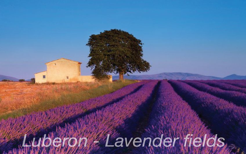 Luberon - Lavender fields